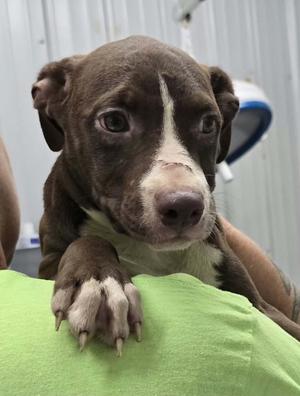 Daisy, Terrier/Mixed Breed, puppy, available for adoption