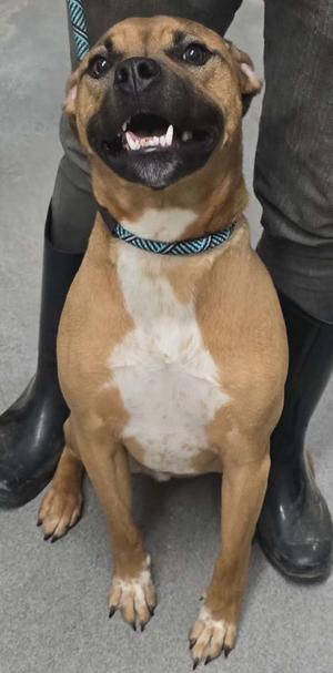 Talby, Boxer/Mixed Breed, adult, available for adoption