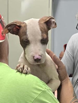 A brown and white puppy being held by a person in a green shirt.