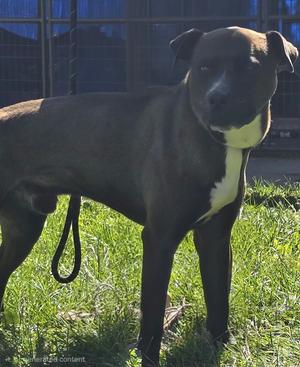 Goblin, Black Labrador Retriever/Mixed Breed, young, available for adoption