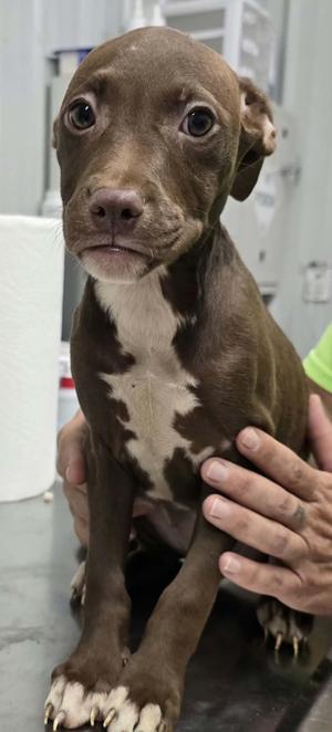 Rosemary, Terrier/Mixed Breed, puppy, available for adoption