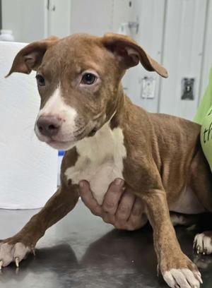 Wiggles, Terrier/Mixed Breed, puppy, available for adoption