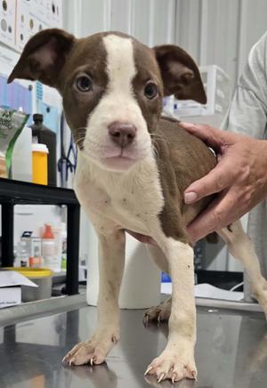 Happy, Terrier/Mixed Breed, puppy, available for adoption