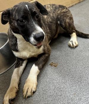 Moose, Mixed Breed, young, available for adoption