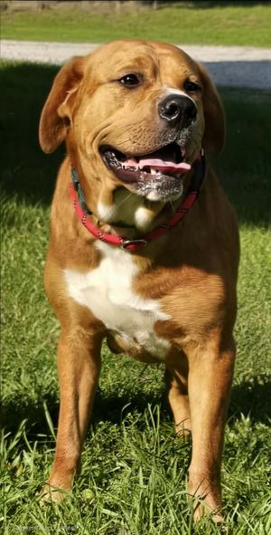 Junior, Great Dane/Labrador Retriever, young, available for adoption