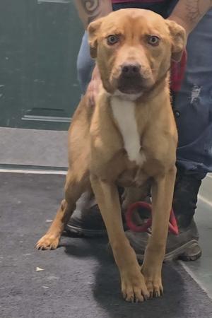 A medium-sized tan dog with white markings on its chest and face stands looking at the camera. It has bright blue eyes and its ears are perked up. The dog is being held by a person whose arms and legs are visible in the background.