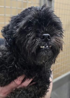 Duke, Shih Tzu/Poodle, senior, available for adoption