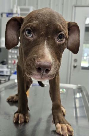 Little Girl, Terrier/Mixed Breed, puppy, available for adoption