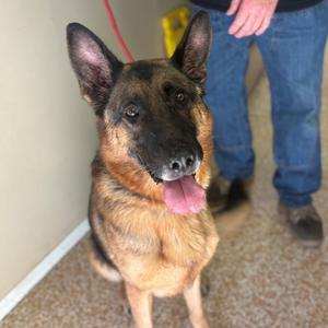 Pot Pie, Shepherd, German, adult, available for adoption