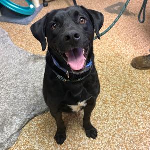 Richie, Retriever, Black Labrador, adult, available for adoption