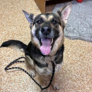 Lou Lou, Shepherd, German, adult, available for adoption