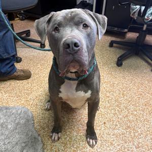 Sarge, Terrier, Pit Bull, adult, available for adoption