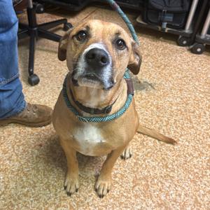 Dougie, Terrier, American Staffordshire, adult, available for adoption