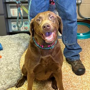 Karma, Retriever, Chocolate Labrador, adult, available for adoption