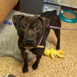 Chewy, Terrier, Pit Bull, adult, available for adoption