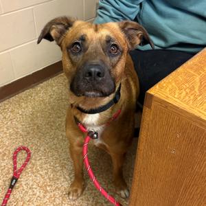 Zeus, Retriever, Yellow Labrador, adult, available for adoption