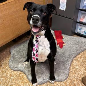 Spirit, Retriever, Black Labrador, adult, available for adoption