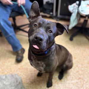 Javi, Shepherd, German, adult, available for adoption