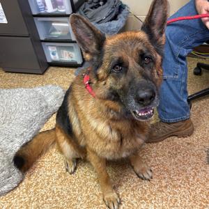 Ezra, Shepherd, German, adult, available for adoption