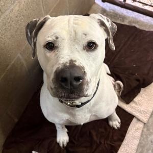 Junior, Terrier, Pit Bull, adult, available for adoption