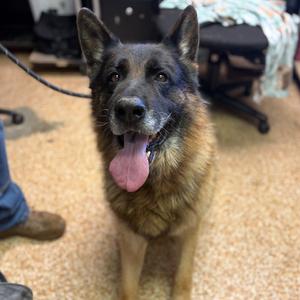 Beau, Shepherd, German, senior, available for adoption