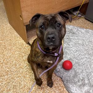 Gamora, Terrier, Pit Bull, adult, available for adoption