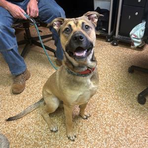 Tank, Terrier, American Pit Bull, adult, available for adoption