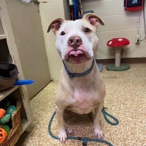Nola Kate, Terrier, American Pit Bull, adult, available for adoption