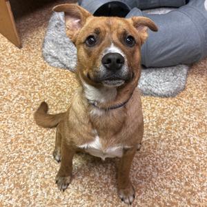 Ruger, Terrier, American Staffordshire, adult, available for adoption