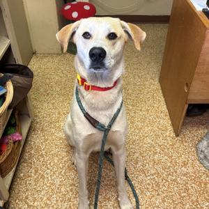 Max, Shepherd, Anatolian, adult, available for adoption