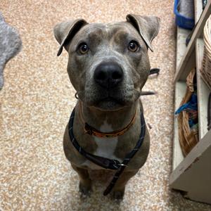 Xena, Terrier, American Pit Bull, adult, available for adoption