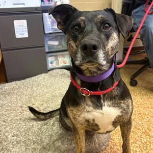 Zelda, Retriever, Black Labrador, adult, available for adoption
