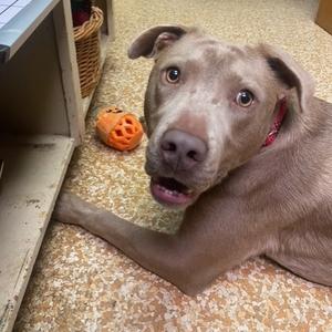 Hanna, Weimaraner, adult, available for adoption