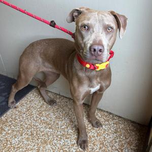Hanna, Weimaraner, adult, available for adoption