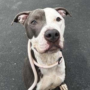 A close-up of a pit bull dog with a white and gray coat, wearing a pink collar, looking up at the camera.