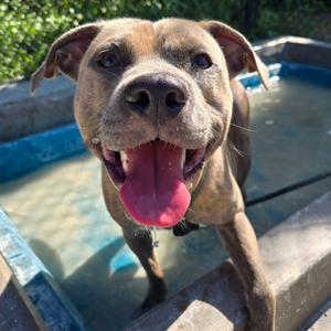 Angora, Pit Bull Terrier, adult, available for adoption