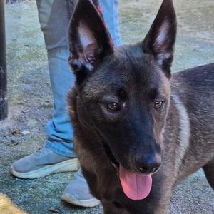 Chocolate Chip, Alaskan Malamute / American Staffordshire Terrier, young, available for adoption