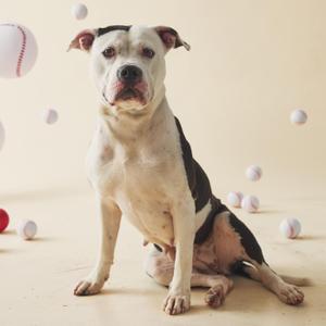 A black and white pitbull dog sitting in the center of the frame surrounded by baseballs