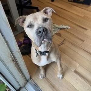 Ace, Pit Bull Terrier, adult, available for adoption