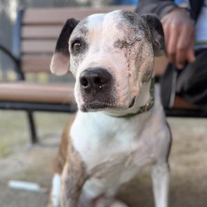 A close-up of a dog with a white and brown coat, sitting on a bench. The dog has a black nose and floppy ears, and is wearing a collar. A person's hand is visible in the background, resting on the bench.