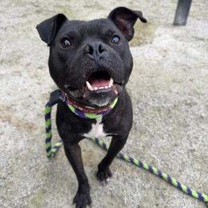 Aiden, Pit Bull Terrier, adult, available for adoption
