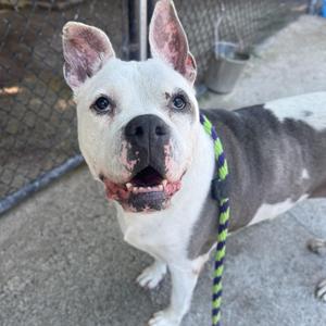A white and gray dog with a green and yellow leash, standing on a concrete surface.