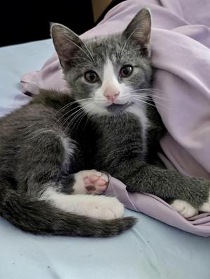 Atlas, kitten, available for adoption