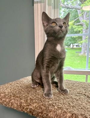 Jesse, kitten, available for adoption