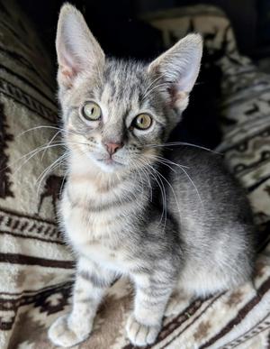 Mulder, kitten, available for adoption