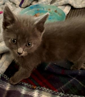 Tori, kitten, available for adoption