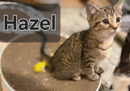 Hazel, kitten, available for adoption