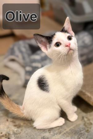 Olive, kitten, available for adoption