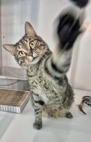 A tabby cat with a black and gray striped pattern is reaching up with its paw, seemingly trying to grab something above it. The cat has a curious expression, with wide eyes and a slightly tilted head. The background is a plain white surface, and there is a cardboard box with a textured surface on the left side of the image.