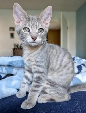 Scully, kitten, available for adoption